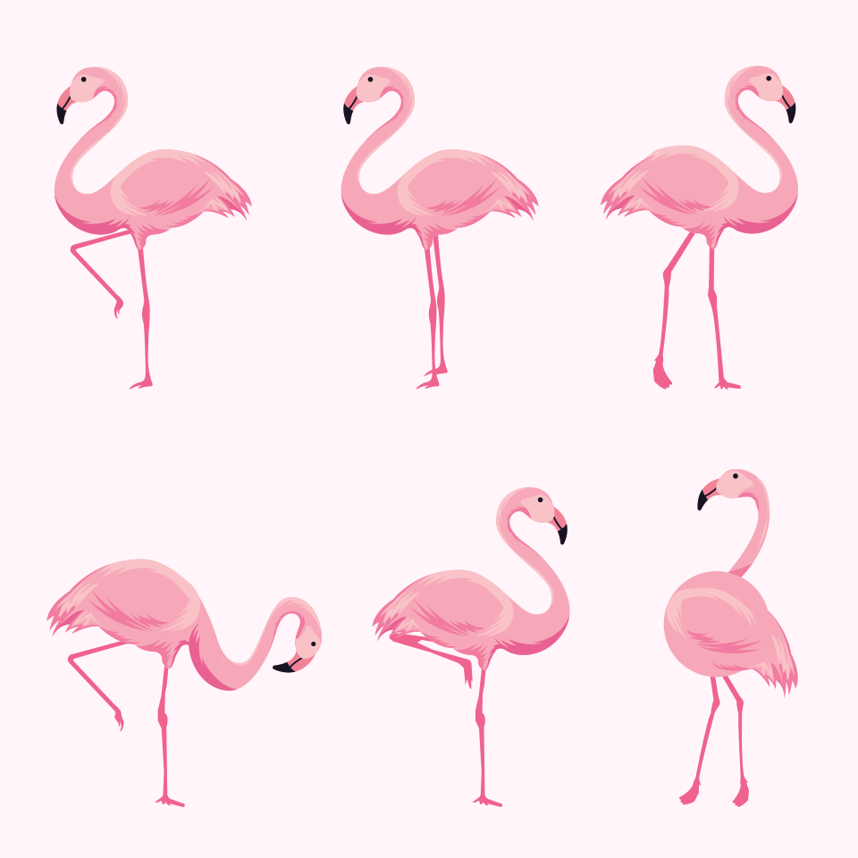 Pink flamingos