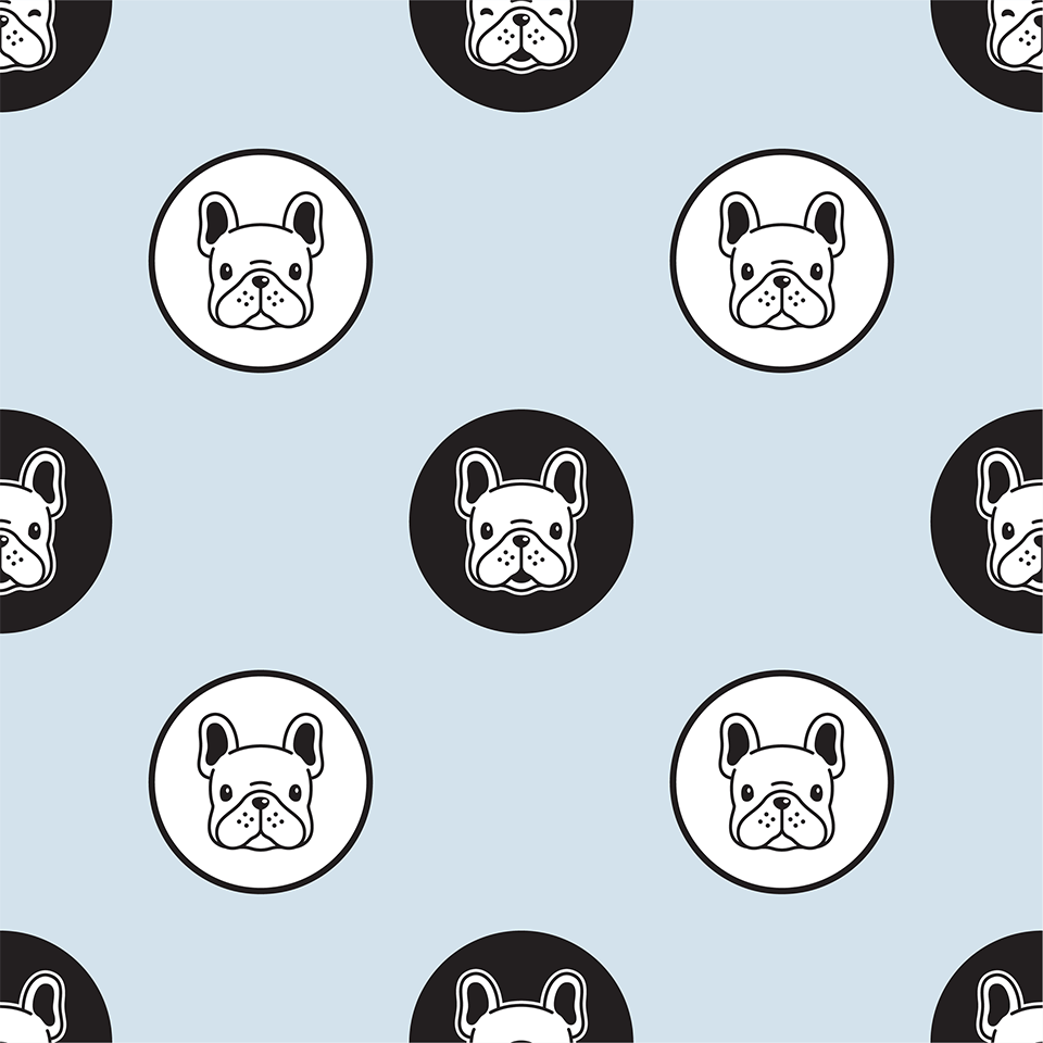 Blueish snow french bulldogs