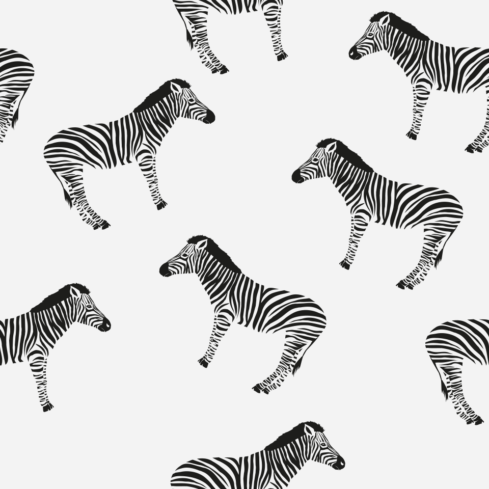 Zebras on grey